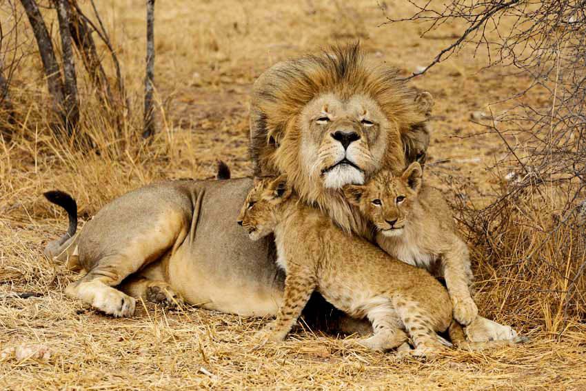 3-Day Serengeti and Ngorongoro Camping Fly-in Safari