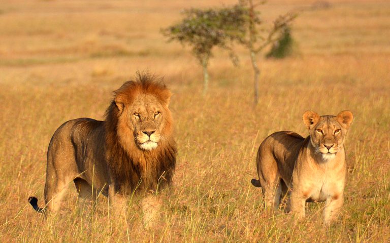 3-Day Honeymooners Fly in Magical Expedition Safari