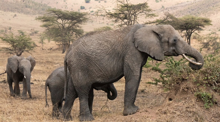 4-Day Unforgettable Tanzania Private Mid-Range Safari