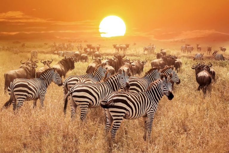 4-Day Fly-out Serengeti Adventure Safari