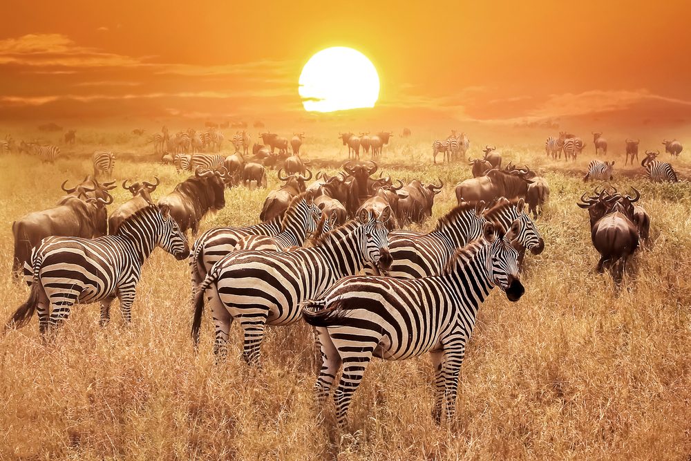 Best Safari in Tanzania: Your Complete Guide to the Top Parks, Wildlife, and When to Visit