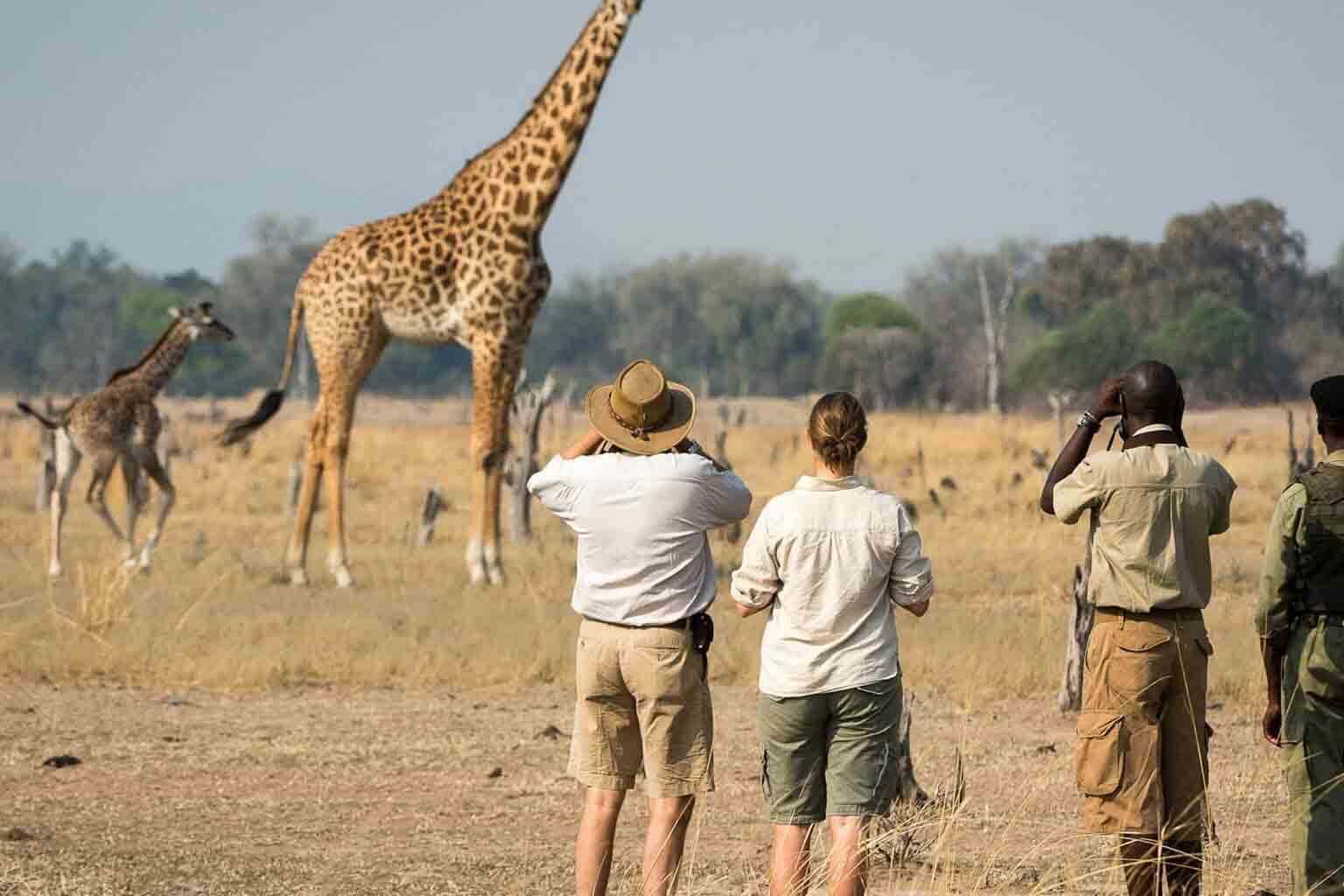Walking Safaris