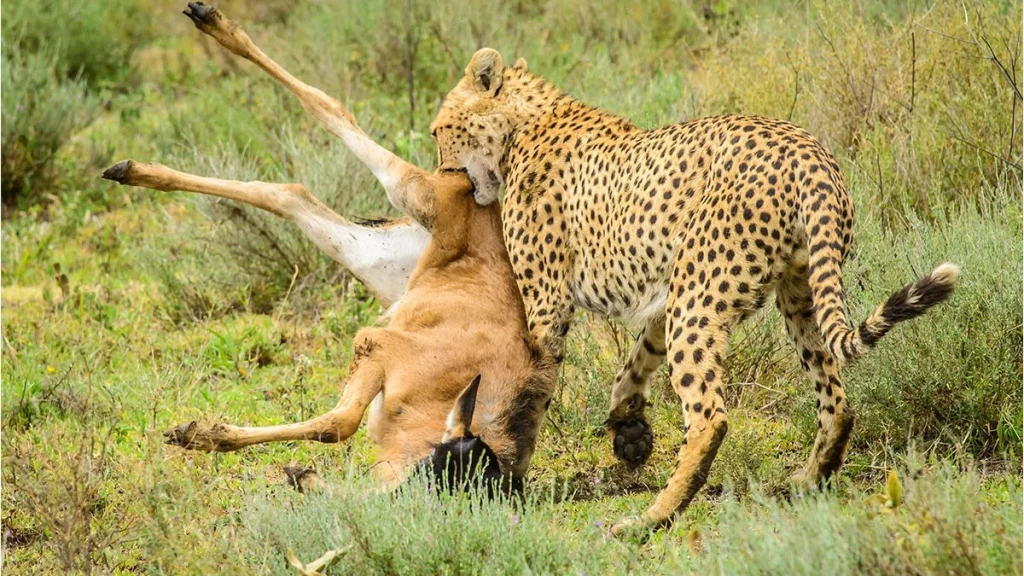 3-Day Serengeti & Ngorongoro Private Tour