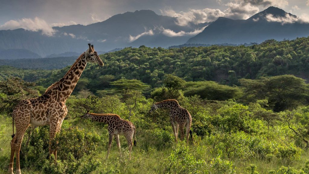 1-Day Trip Arusha National Park Adventure