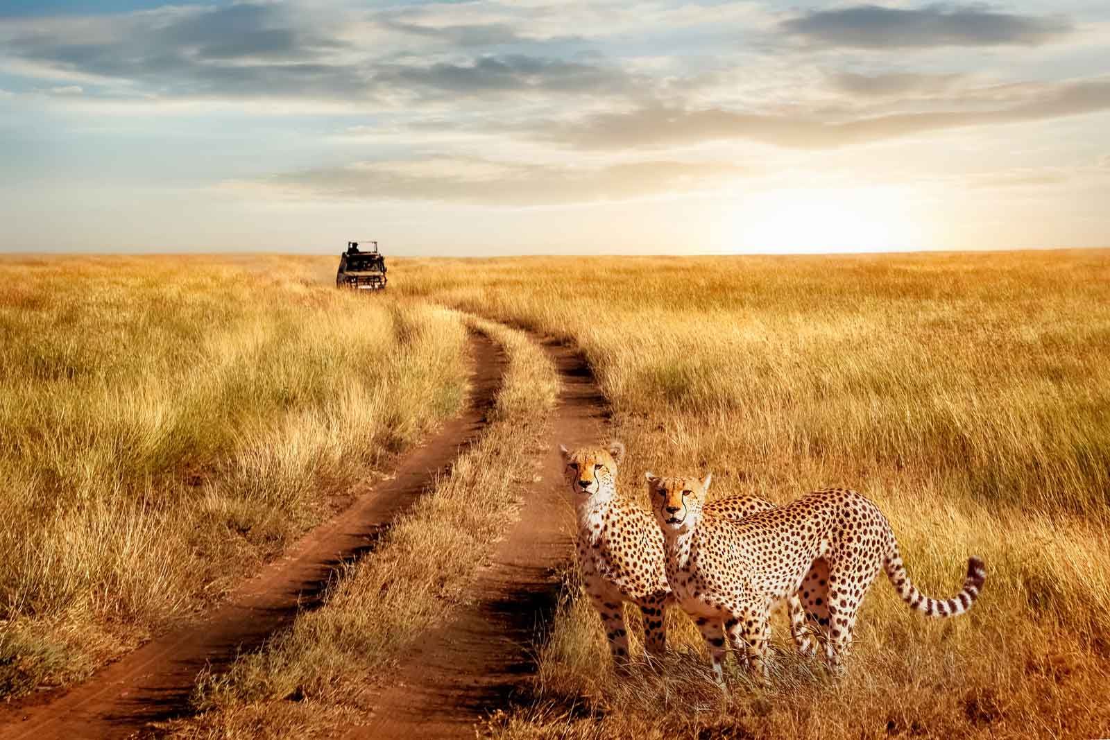 Serengeti Safari Tour: Complete Guide to Wildlife, Big Five, Activities, and Best Times to Visit