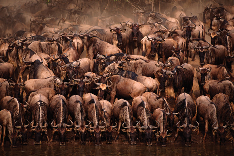 6-Day Unlimited Migration Spot Tanzania Safari