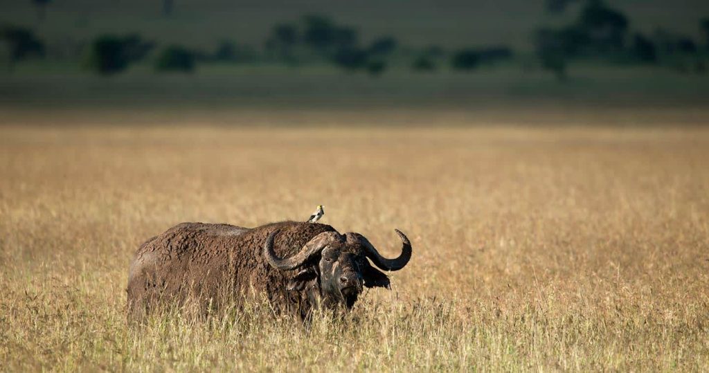 4-Day Private Lodge Safari Tanzania – the Wild Side