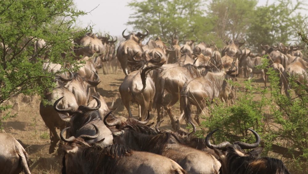 Serengeti Safari Tour: Complete Guide to Wildlife, Big Five, Activities, and Best Times to Visit