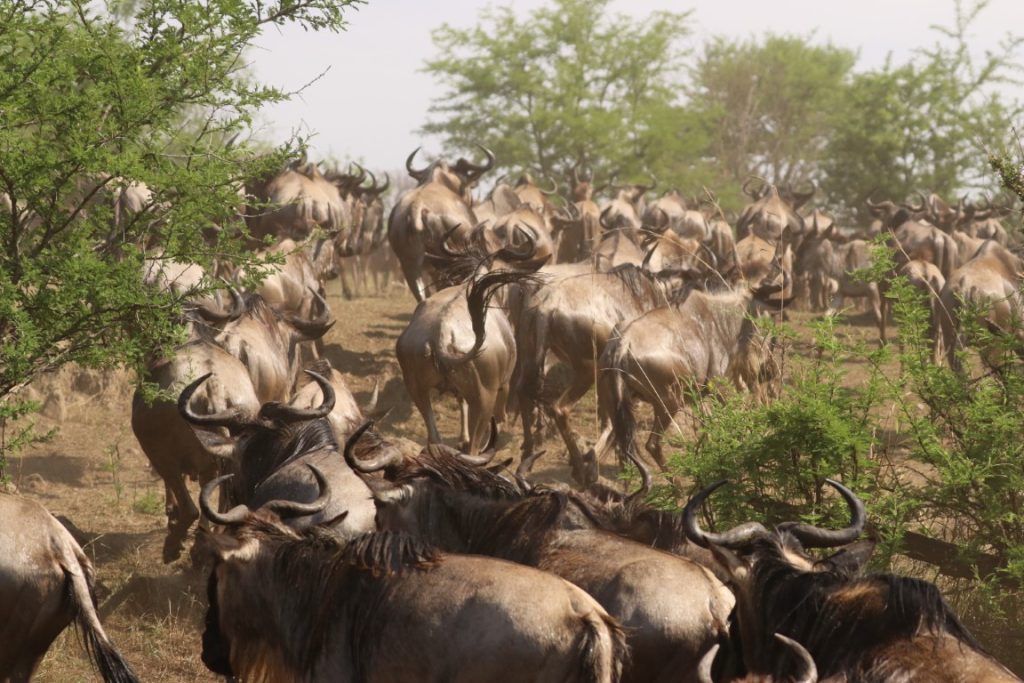 Serengeti Safari Tour: Complete Guide to Wildlife, Big Five, Activities, and Best Times to Visit