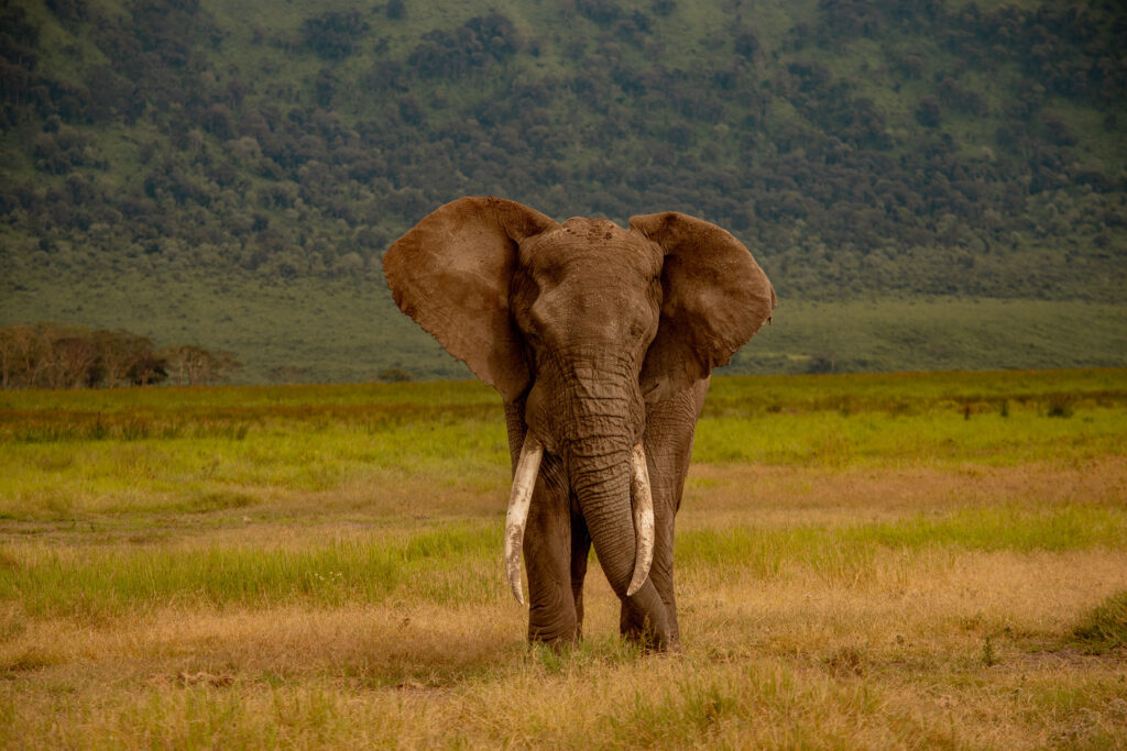 3-Day Tarangire NP, Ngorongoro and Materuni Waterfalls