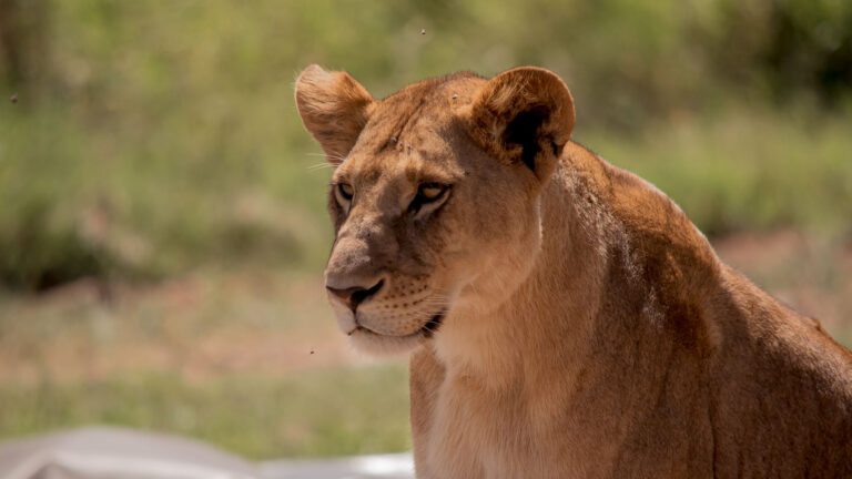 5-Day Tarangire, Serengeti & Ngorongoro Lodge Safari