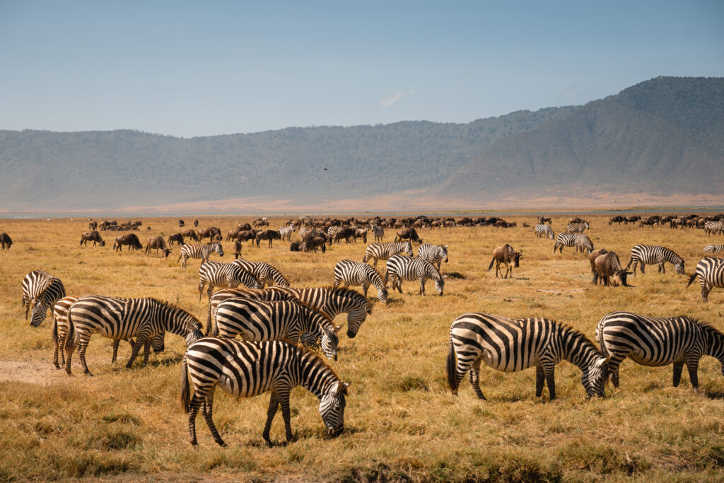 Ngorongoro Crater