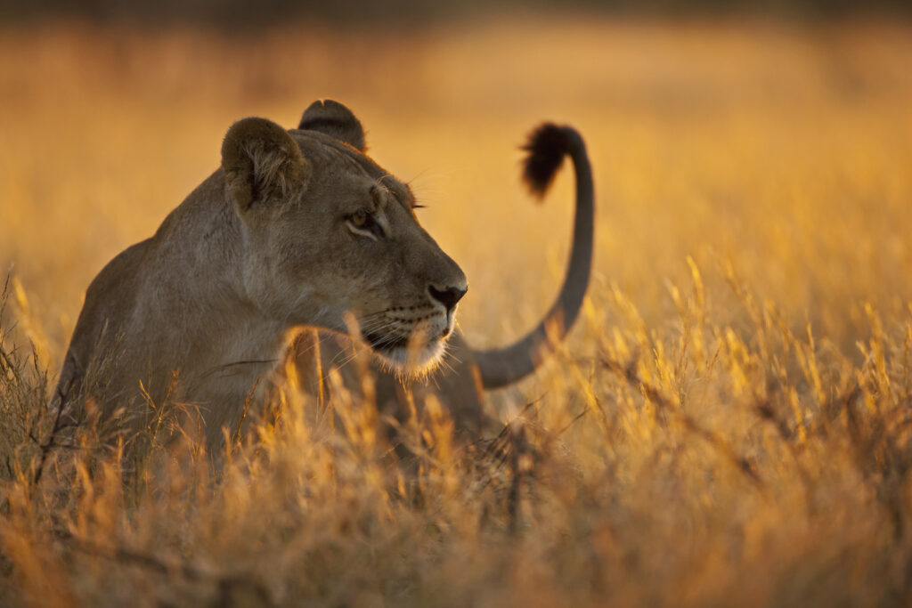9-Day Tanzania Budget Safari with Beach Holiday