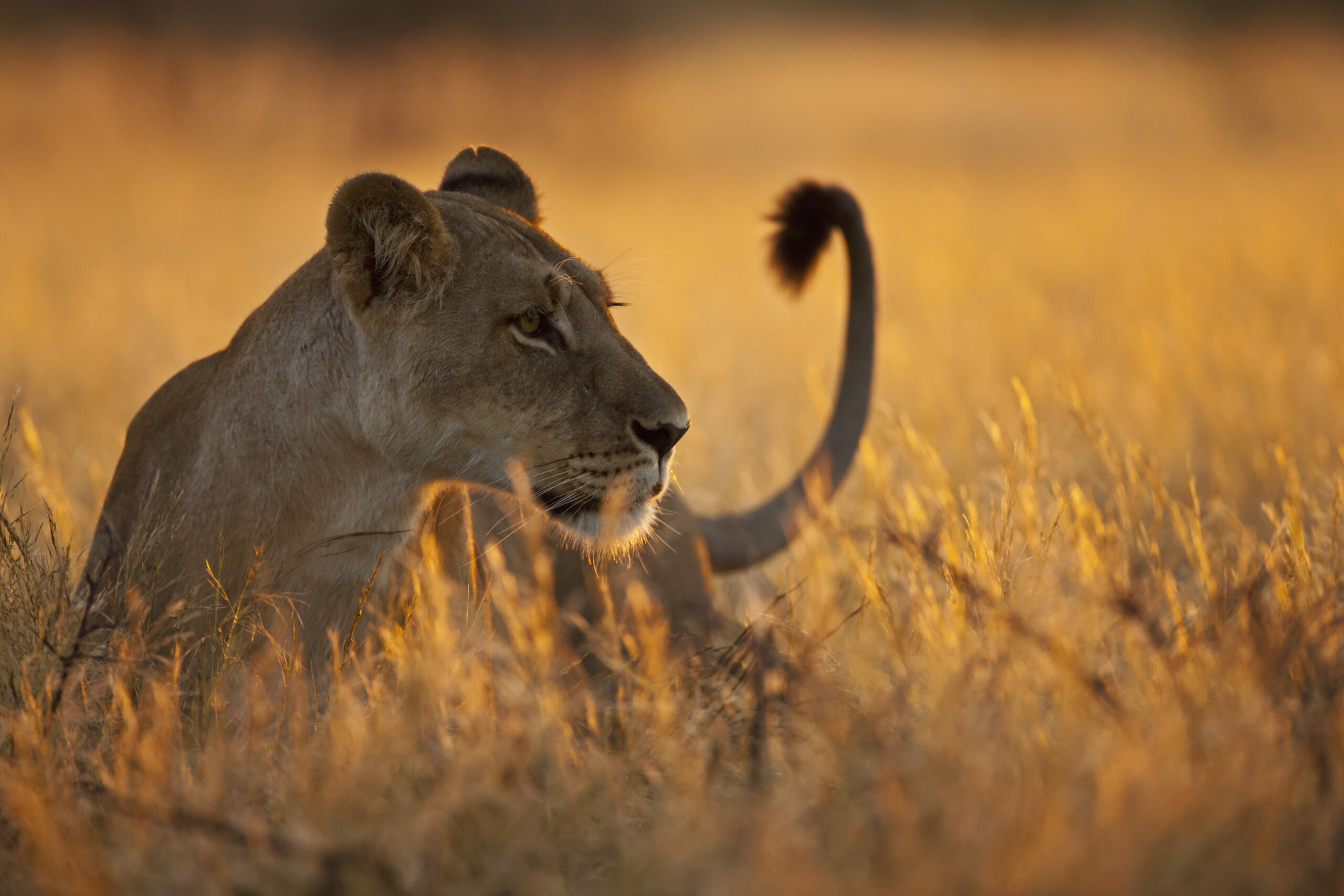 Health & Safety on Safari