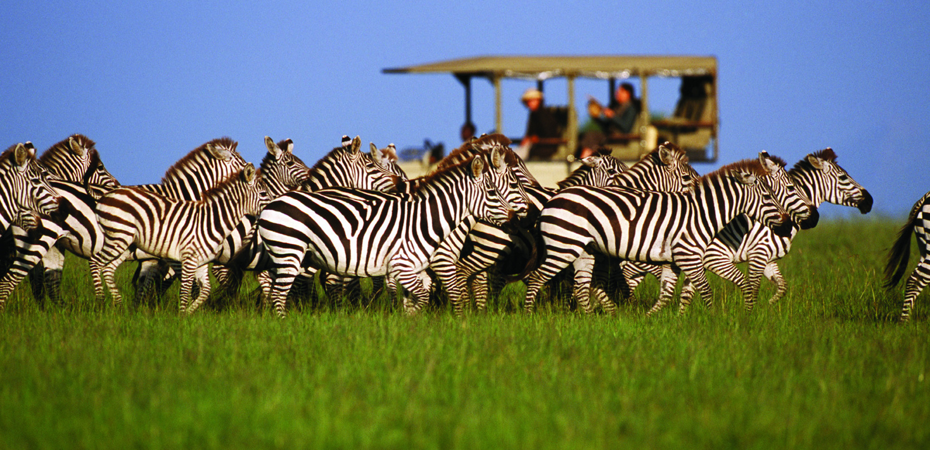 Best Time to Visit Tanzania for Safari and Adventure