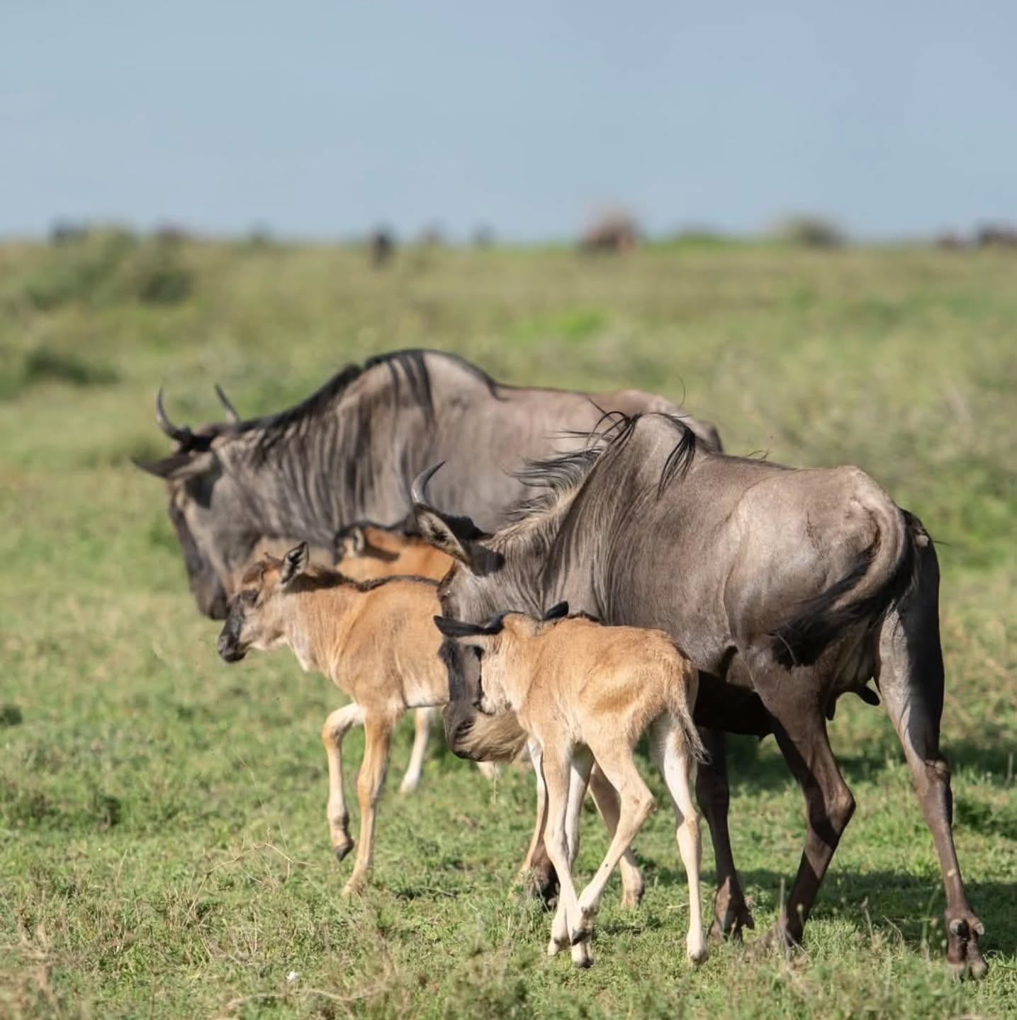 Great Migration Safaris