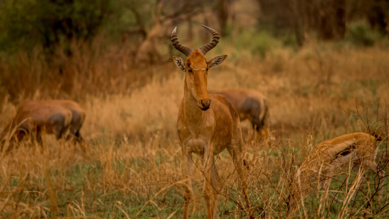 6 Days Tanzania Safari, Culture, Materuni Waterfalls Coffee Tour
