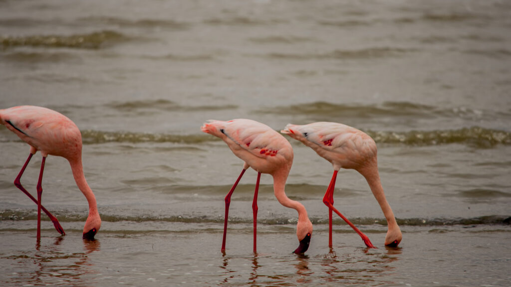 7-Day Tanzania Holiday Experience & Materuni Waterfalls