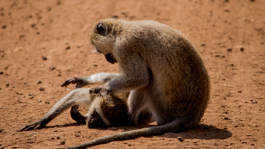 5-Day Budget Private Safari