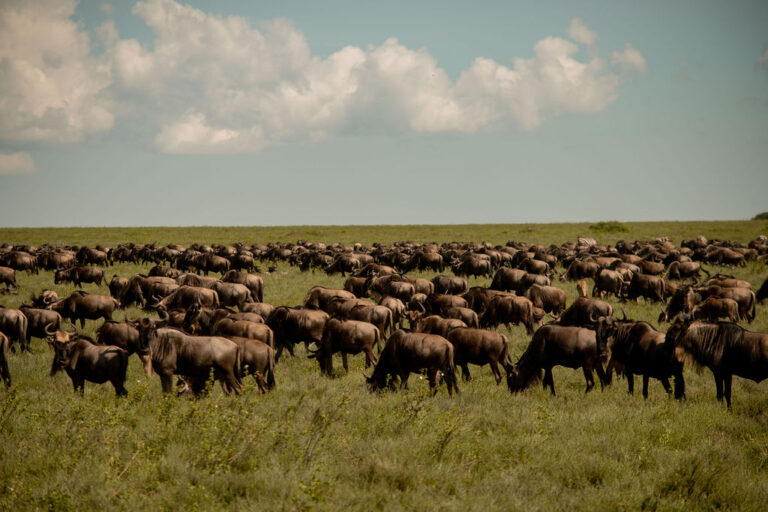 3-Day Fly in & out Great Migration from Zanzibar