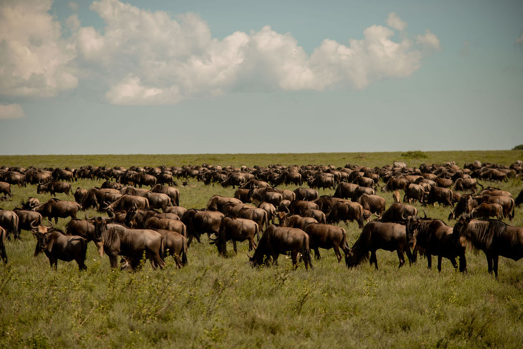 3-Day Fly in & out Great Migration from Zanzibar