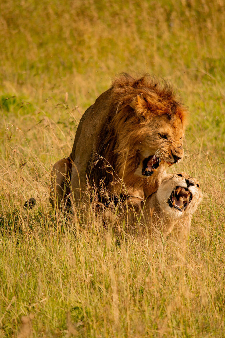 4-Day Luxury Fly in to Serengeti Private Safari