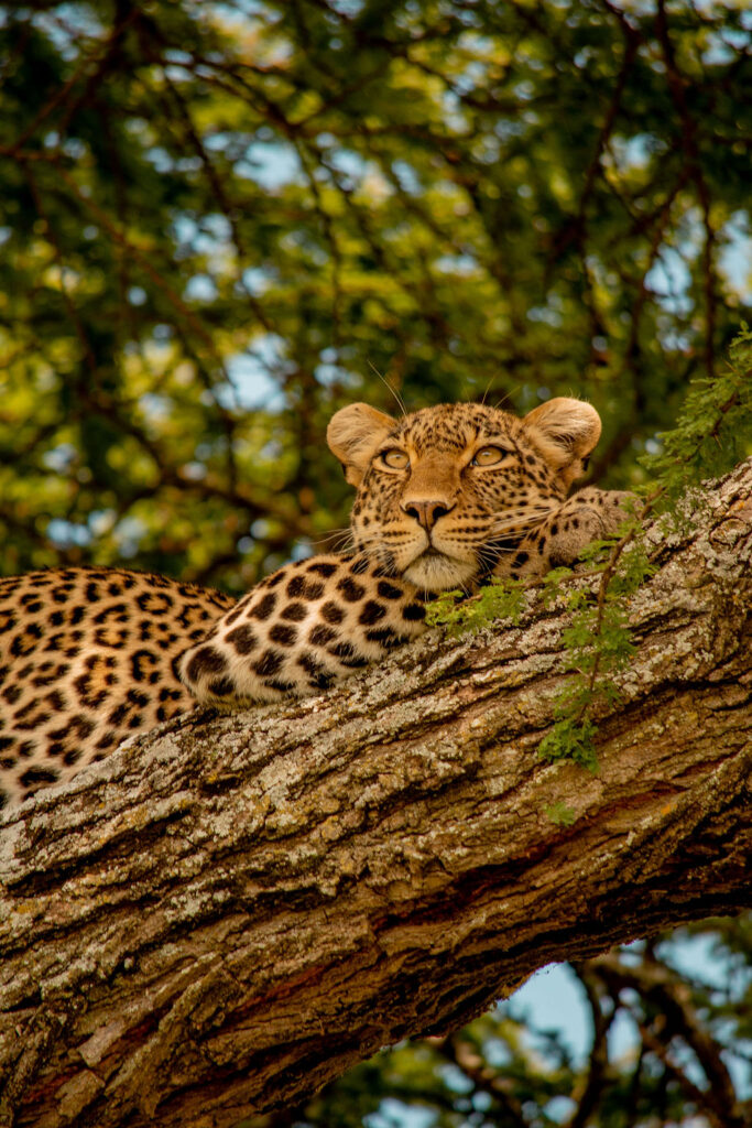5-Day Budget Private Safari