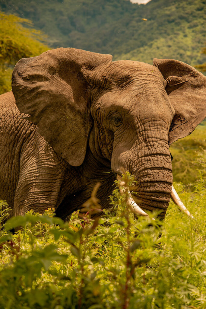 5-Day Safari Adventure with Premium Five-Star Hotel Stay