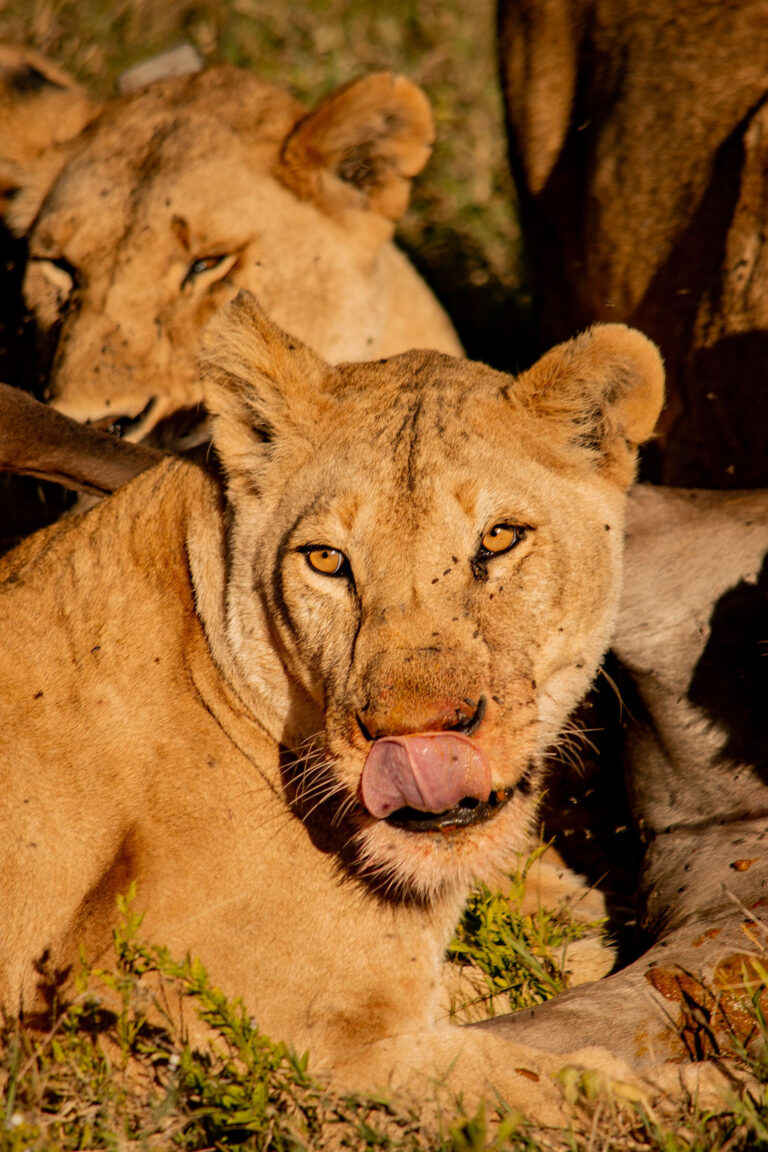 2-Day Joining Group Safari Tour Tanzania
