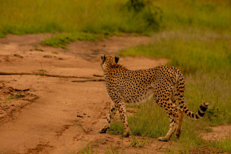 8-Day Wildlife Safari & Zanzibar Escape Fly-in and Out