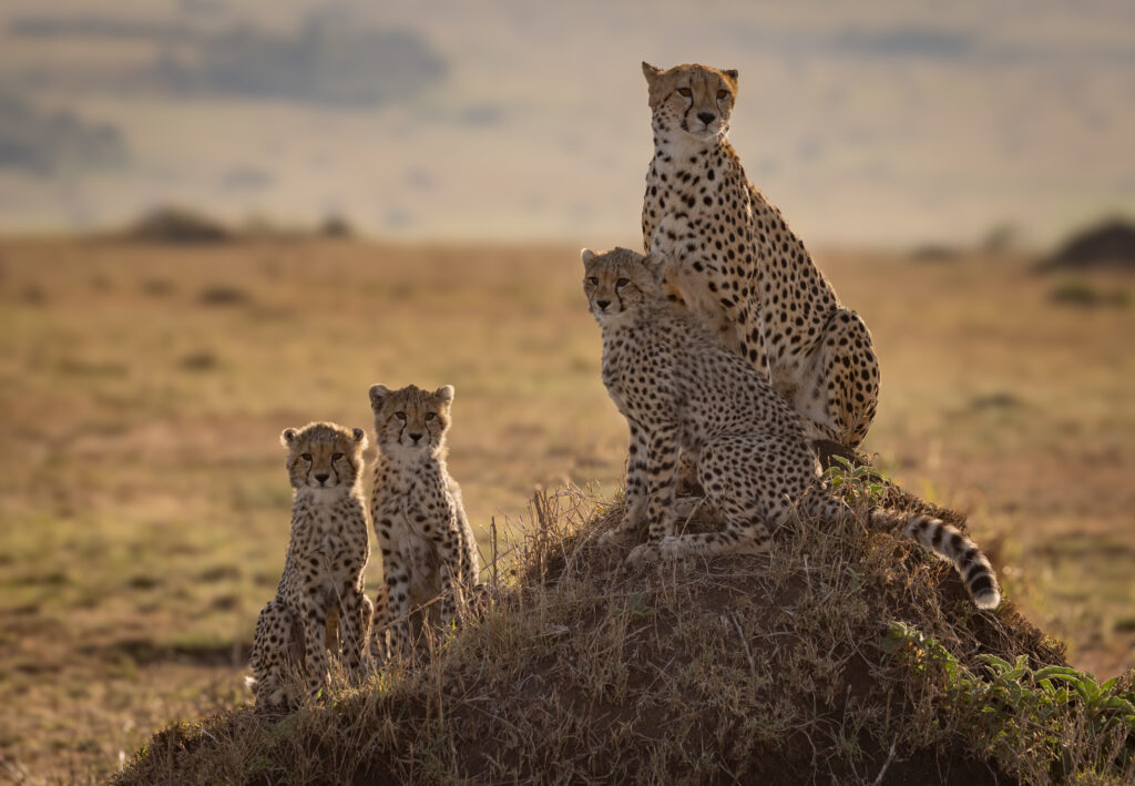 10-Day Heart of the Savannah Wild Expedition Safari