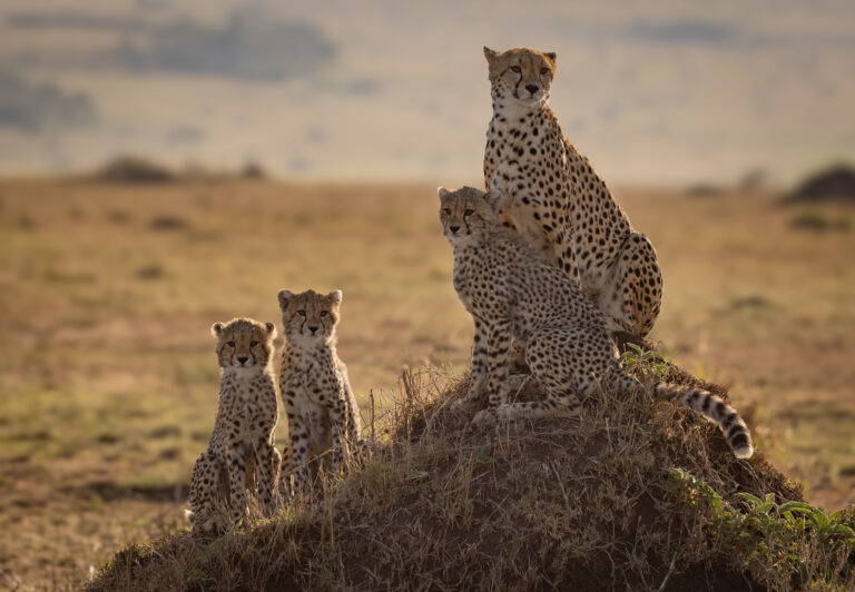 10-Day Heart of the Savannah Wild Expedition Safari