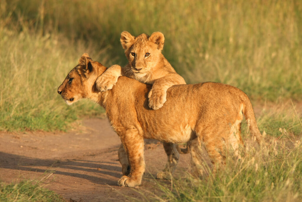 9-Day Northern Circuit Extended Safari Adventure