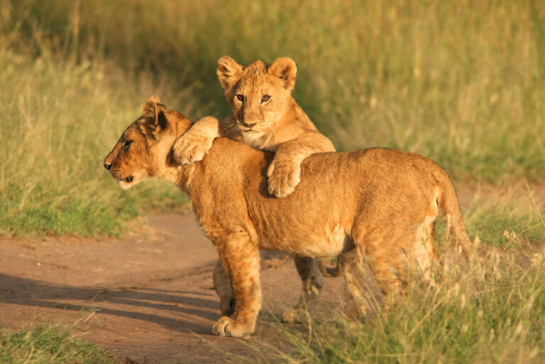 9-Day Northern Circuit Extended Safari Adventure