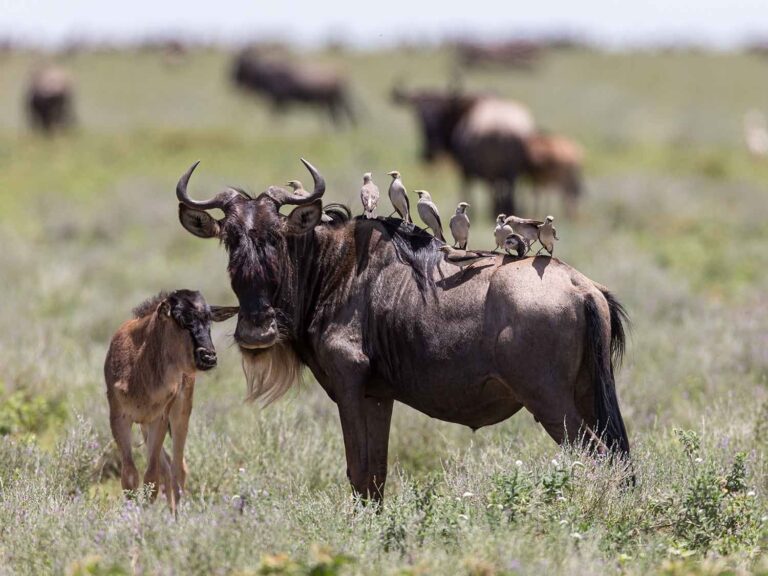 5-Day Ndutu Calving Safari & Fly-out Adventure