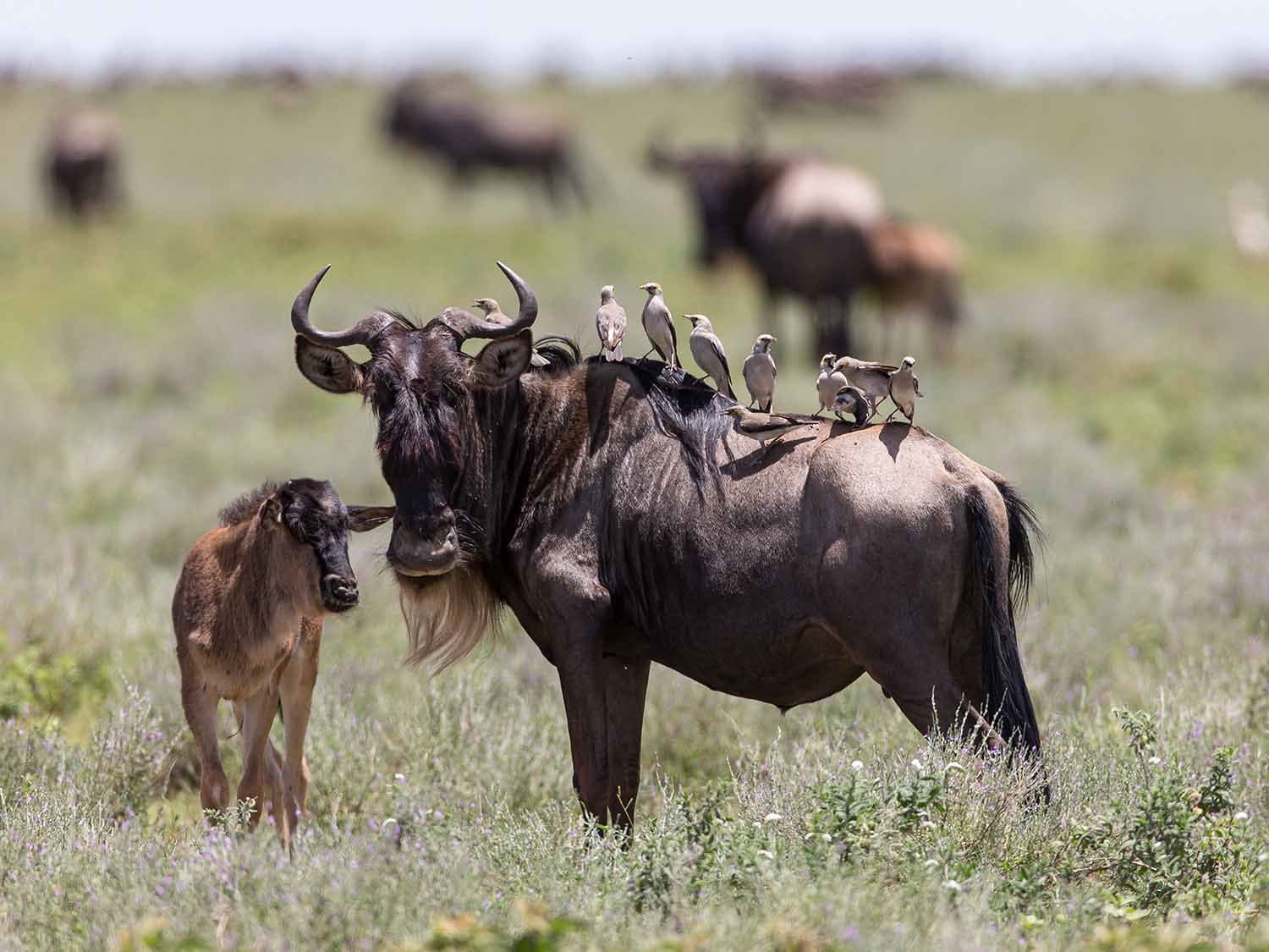 Calving-Season-Safari-serengeti-african-tours.jpg